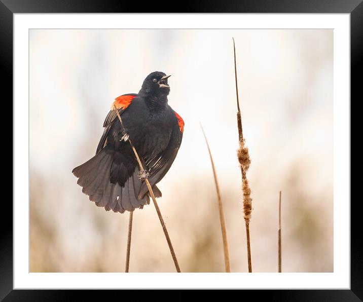 Red-winged Blackbird Claims His Spot Framed Mounted Print by Jim Hughes
