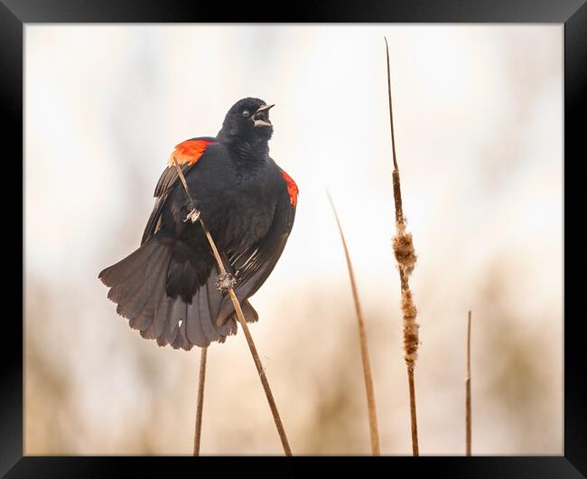 Red-winged Blackbird Claims His Spot Framed Print by Jim Hughes