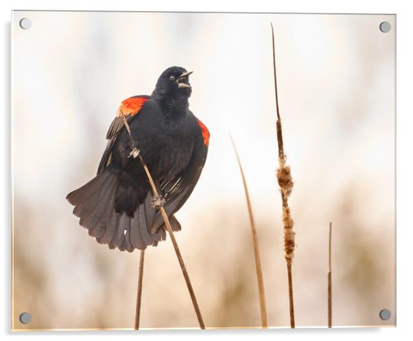Red-winged Blackbird Claims His Spot Acrylic by Jim Hughes