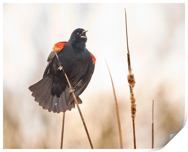 Red-winged Blackbird Claims His Spot Print by Jim Hughes