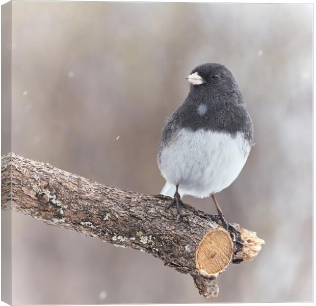 A Dark Eyed Junco on a cold winter day Canvas Print by Jim Hughes