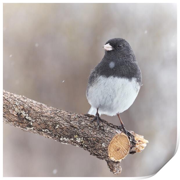 A Dark Eyed Junco on a cold winter day Print by Jim Hughes