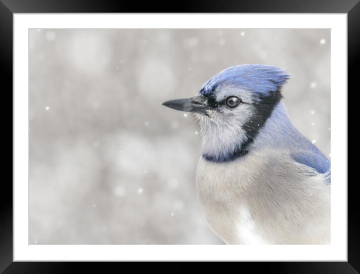Jay In The Snow Framed Mounted Print by Jim Hughes