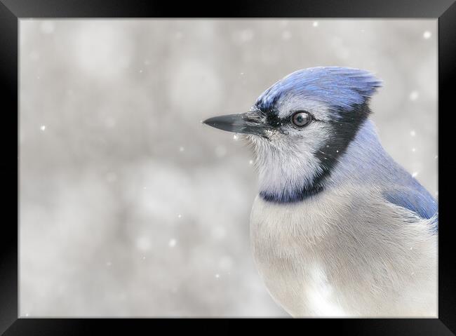 Jay In The Snow Framed Print by Jim Hughes