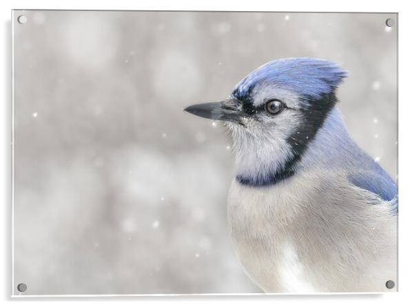 Jay In The Snow Acrylic by Jim Hughes