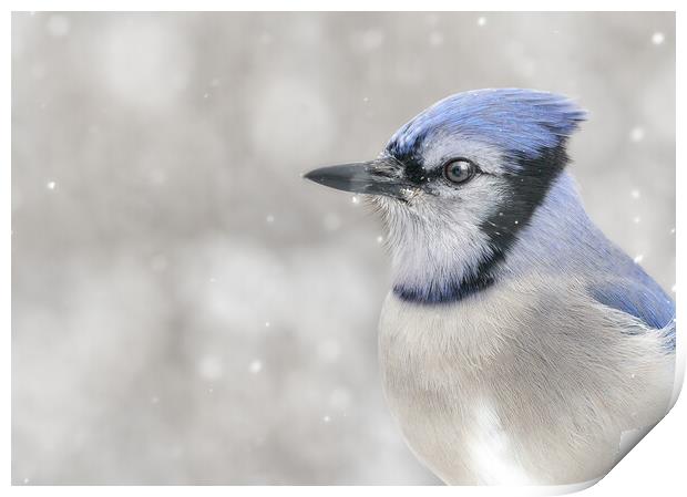 Jay In The Snow Print by Jim Hughes