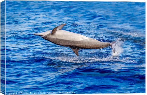 Spinner Dolphin Spinning Canvas Print by Graham Prentice