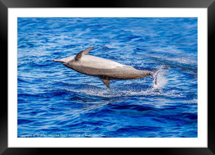 Spinner Dolphin Spinning Framed Mounted Print by Graham Prentice