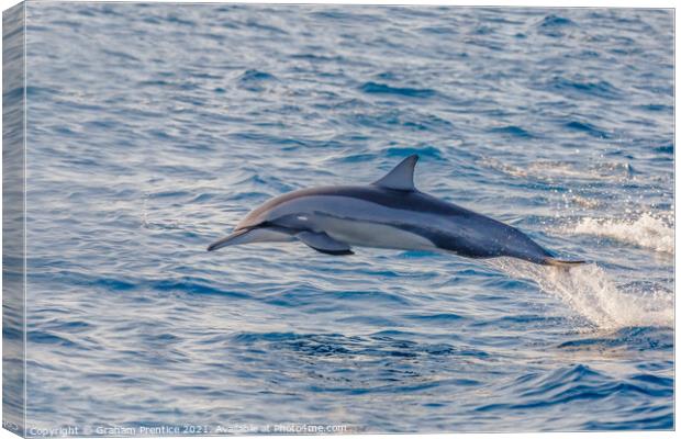 Spinner Dolphin Leaping Canvas Print by Graham Prentice