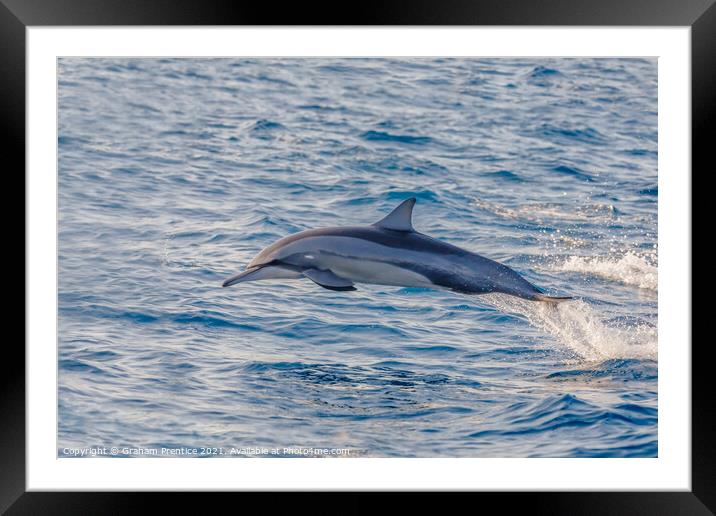 Spinner Dolphin Leaping Framed Mounted Print by Graham Prentice