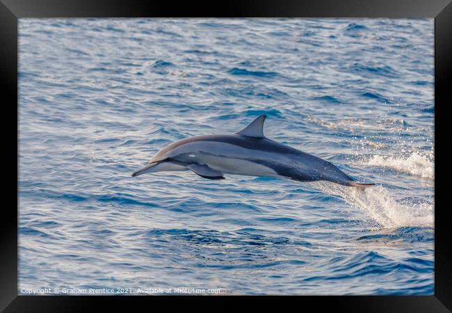 Spinner Dolphin Leaping Framed Print by Graham Prentice