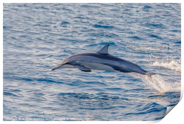 Spinner Dolphin Leaping Print by Graham Prentice