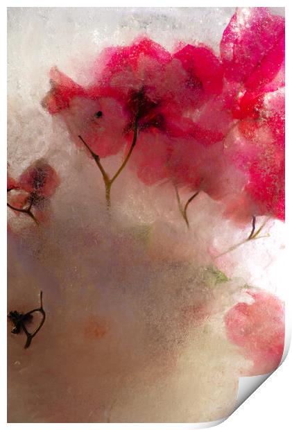 bougainvillea flowers in ice, a composition Print by Jose Manuel Espigares Garc