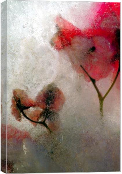 bougainvillea flowers in ice, a composition Canvas Print by Jose Manuel Espigares Garc