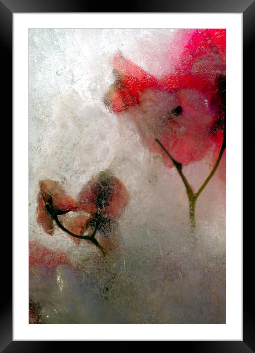 bougainvillea flowers in ice, a composition Framed Mounted Print by Jose Manuel Espigares Garc