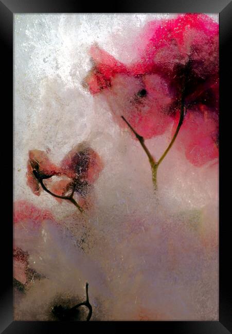 bougainvillea flowers in ice, a composition Framed Print by Jose Manuel Espigares Garc
