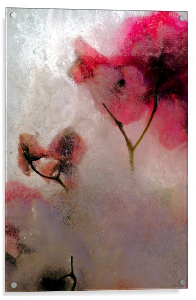 bougainvillea flowers in ice, a composition Acrylic by Jose Manuel Espigares Garc