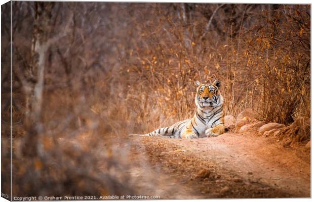 Tiger in the Road Canvas Print by Graham Prentice