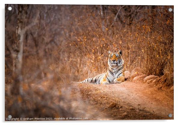 Tiger in the Road Acrylic by Graham Prentice