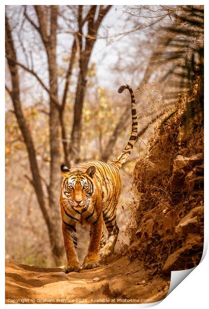 Tiger on the Prowl Print by Graham Prentice