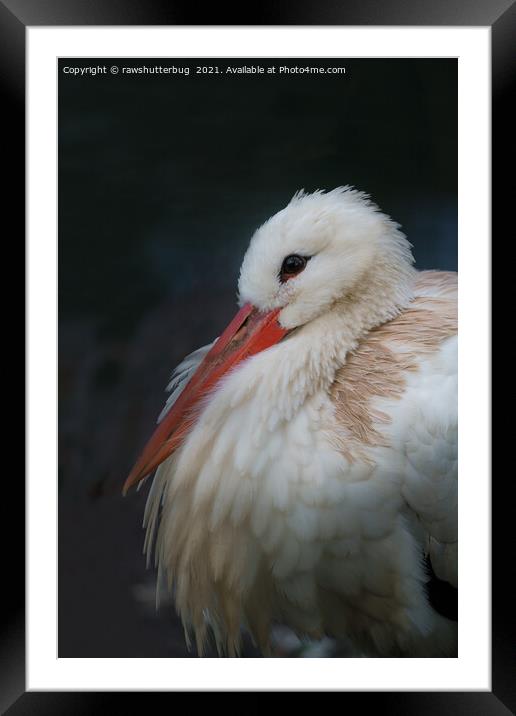 White stork Framed Mounted Print by rawshutterbug 