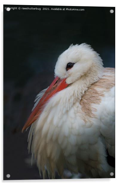 White stork Acrylic by rawshutterbug 