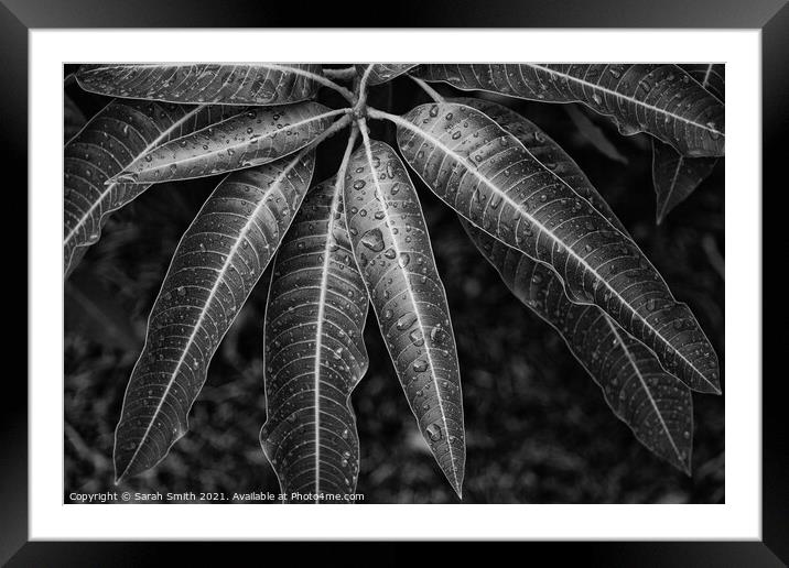 Leaves After the Rain Framed Mounted Print by Sarah Smith
