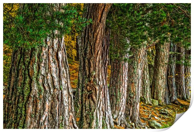 Rothiemurchus Forest, Cairngorms Print by David Ross