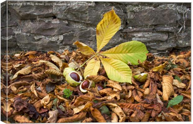 A Fallen Conkers in Autumn Colours Canvas Print by Philip Brown