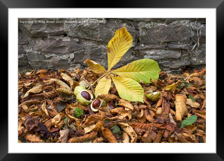 A Fallen Conkers in Autumn Colours Framed Mounted Print by Philip Brown