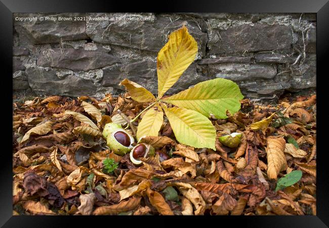 A Fallen Conkers in Autumn Colours Framed Print by Philip Brown