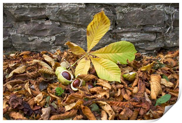 A Fallen Conkers in Autumn Colours Print by Philip Brown