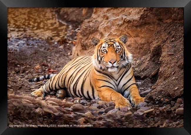 Tiger at Rest Framed Print by Graham Prentice