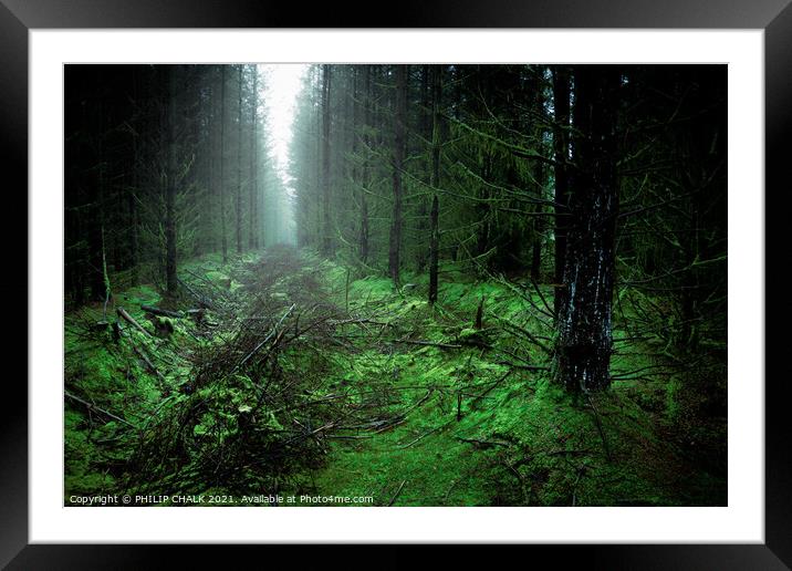 Misty murky Cropton forest woodland scene 61 Framed Mounted Print by PHILIP CHALK