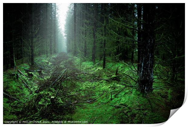 Misty murky Cropton forest woodland scene 61 Print by PHILIP CHALK