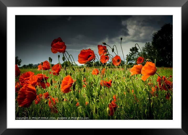 Poppy field with a stormy sky 62 Framed Mounted Print by PHILIP CHALK