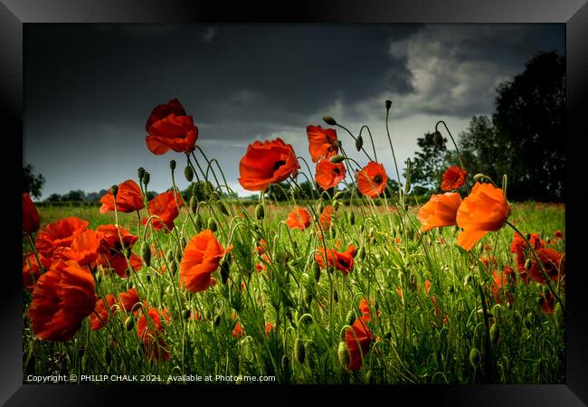 Poppy field with a stormy sky 62 Framed Print by PHILIP CHALK