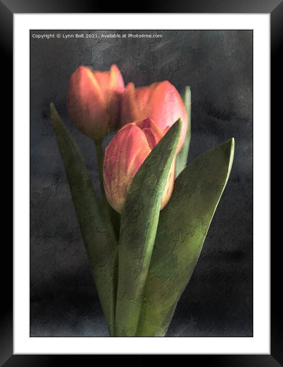 Three Tulips Framed Mounted Print by Lynn Bolt