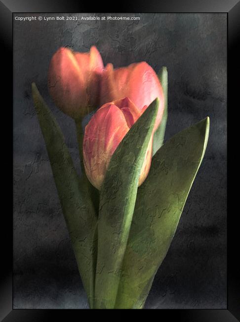 Three Tulips Framed Print by Lynn Bolt