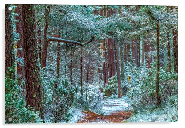 Abernethy Forest in Winter, Cairngorms Acrylic by David Ross