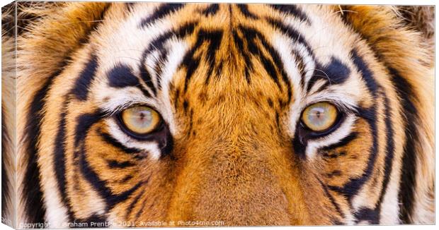 Tiger Eyes Canvas Print by Graham Prentice