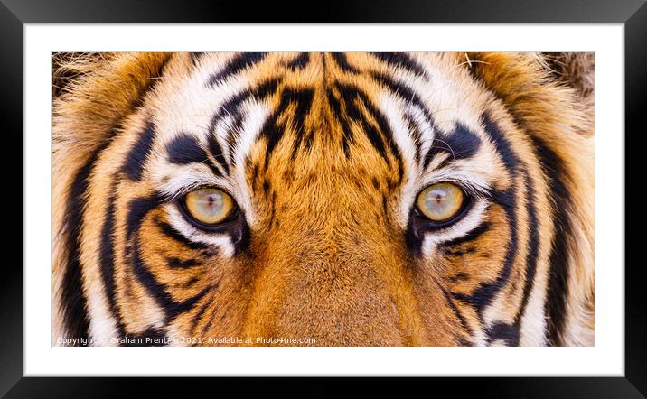 Tiger Eyes Framed Mounted Print by Graham Prentice
