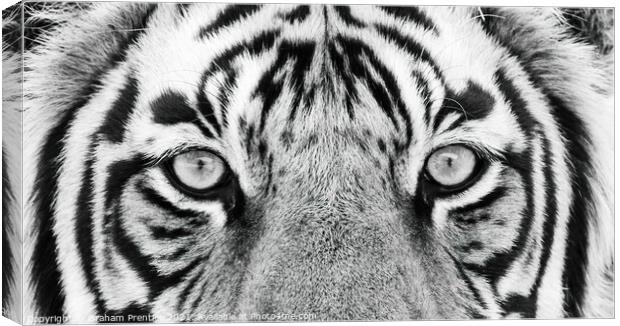 Tiger Eyes Canvas Print by Graham Prentice