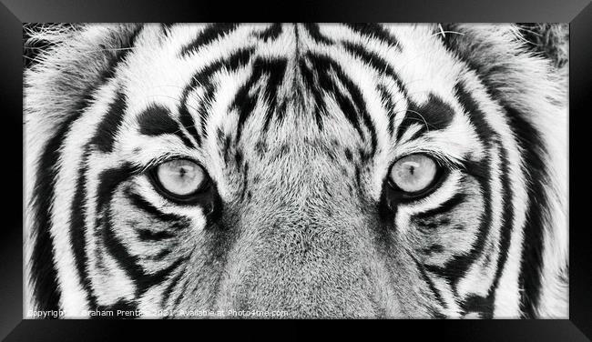 Tiger Eyes Framed Print by Graham Prentice
