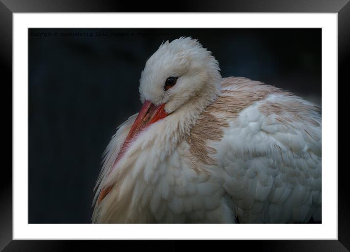 White Stork All Puffed Up Framed Mounted Print by rawshutterbug 