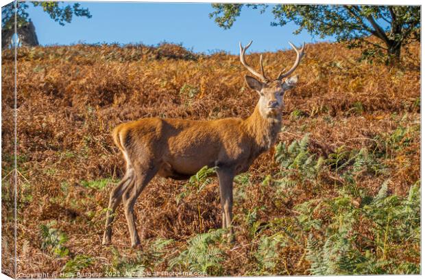 Red stag Deer largest species  Canvas Print by Holly Burgess