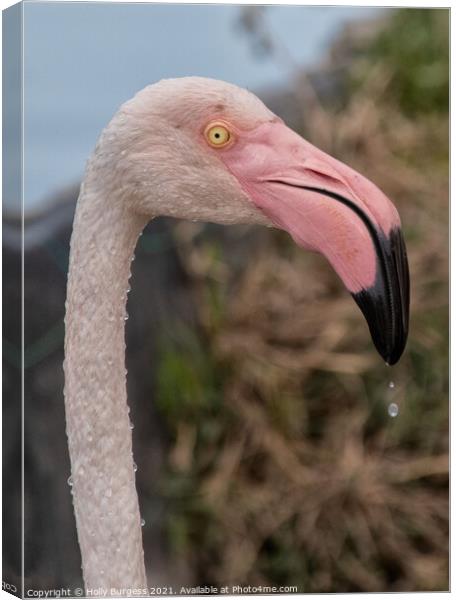 Flamingo head with water drops  Canvas Print by Holly Burgess