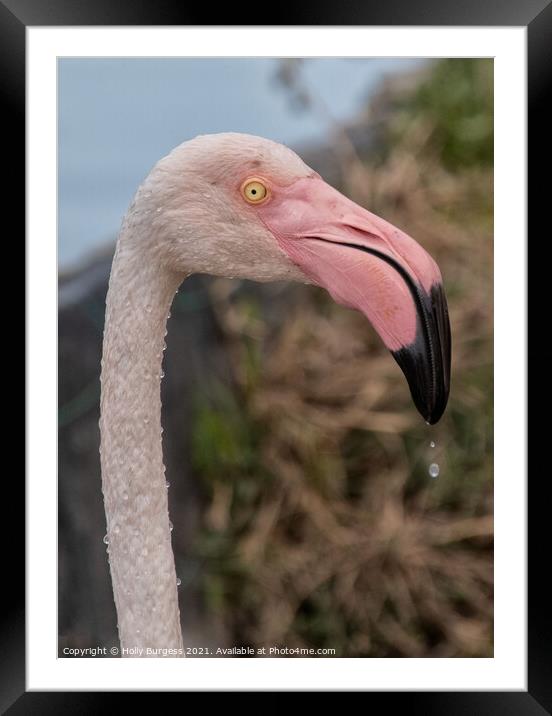 Flamingo head with water drops  Framed Mounted Print by Holly Burgess