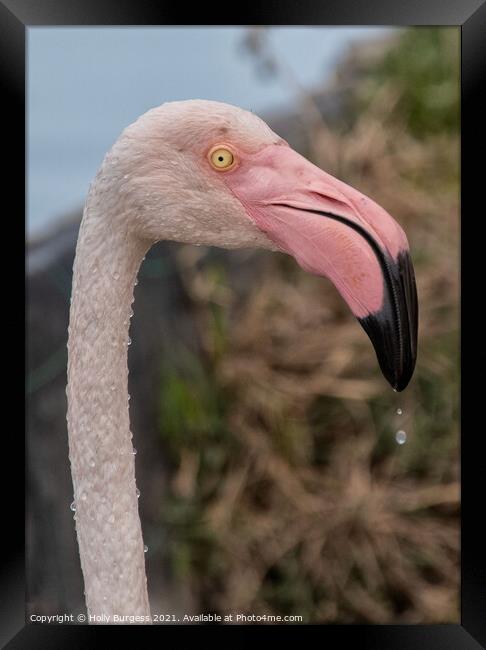 Flamingo head with water drops  Framed Print by Holly Burgess