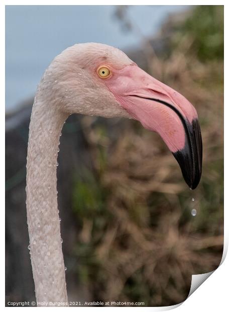 Flamingo head with water drops  Print by Holly Burgess
